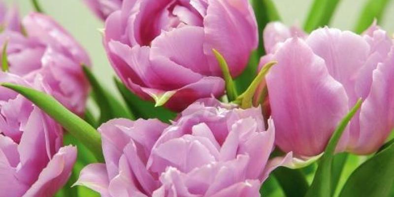 Шановні колеги, любі Жінки! Прийміть сердечні вітання з нагоди чудового весняного свята – 8 Березня!